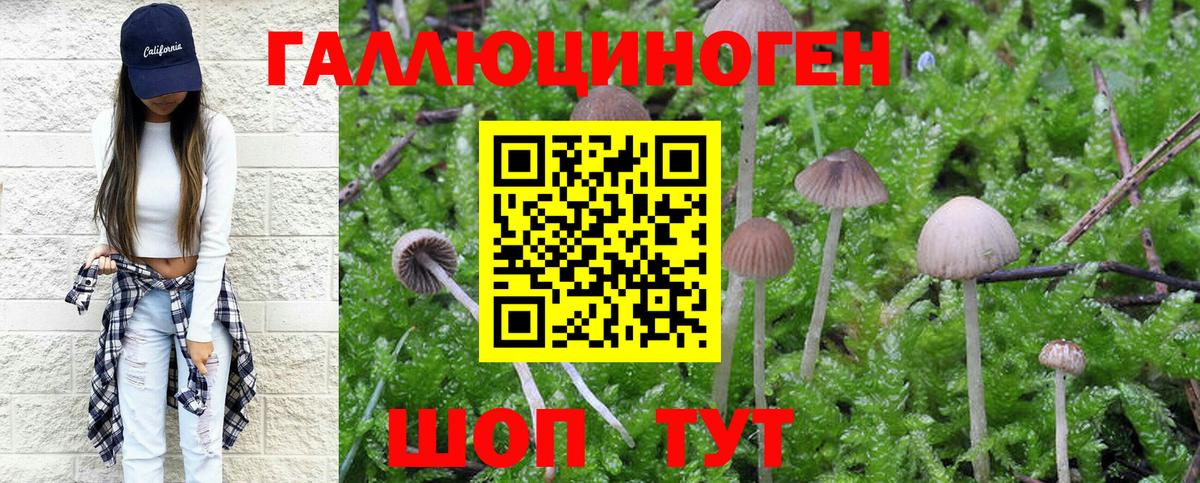 Псилоцибиновые грибы Psilocybe Джанкой